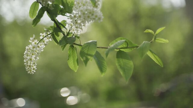  The branches of a flowering bird cherry sway in the wind in the rays of the sun