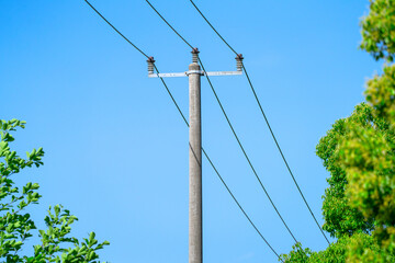 telephone pole and green tree