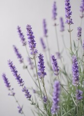 Obraz premium Delicate lavender blooms, vibrant purple hues on pure white , blossoms, image, floral