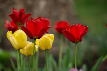 red and yellow tulips