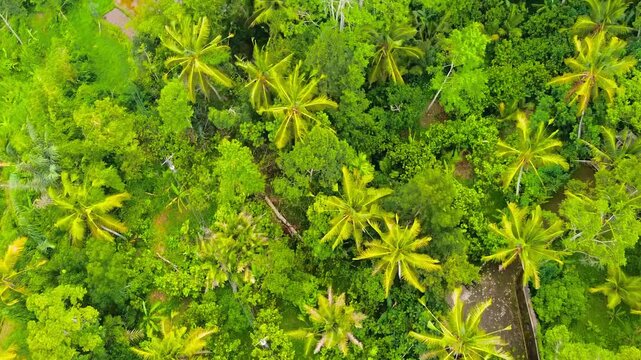 Drone shows a lush tropical forest with aquatic flora like Hygrophila difformis, Ludwigia, and Rotala &ndash; species found in wetlands and often used in aquariums.