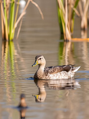 Gadwall  bird in spring, female duck in water Mareca strepera