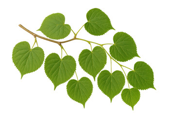Fototapeta premium Verdant green branch isolated on transparent backdrop, showing delicate foliage with crisp natural details