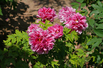 Pink tree peony flower bush in full bloom