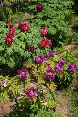 Pink tree peony flower bush in full bloom
