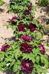 Pink tree peony flower bush in full bloom