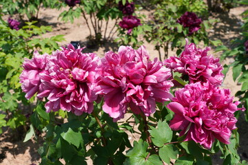 Pink tree peony flower bush in full bloom