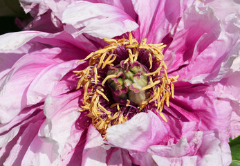 Pink tree peony flower bush in full bloom
