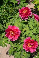 Pink tree peony flower bush in full bloom