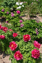 Pink tree peony flower bush in full bloom