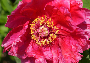 Pink tree peony flower bush in full bloom