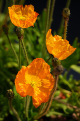 Colorful flowers of Icelandic Poppy (Papaver Nudicaule)