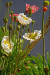 Colorful flowers of Icelandic Poppy (Papaver Nudicaule)