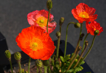Colorful flowers of Icelandic Poppy (Papaver Nudicaule)