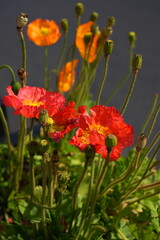 Colorful flowers of Icelandic Poppy (Papaver Nudicaule)