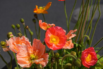 Colorful flowers of Icelandic Poppy (Papaver Nudicaule)