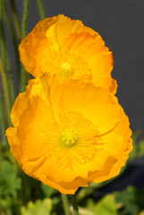 Colorful flowers of Icelandic Poppy (Papaver Nudicaule)