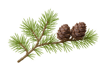 Pine branch bearing two cones, rendered realistically against transparent backdrop, ideal for seasonal and botanical design compositions