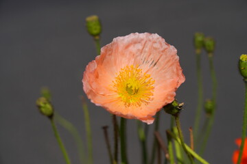 Colorful flowers of Icelandic Poppy (Papaver Nudicaule)