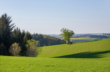 spring landscape with meadows and fiels of suedeifel in the morning of a clear day