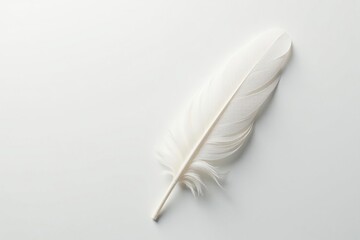 White feathers on pristine white background, soft light, isolated, light, soft