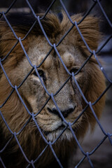 Lew bez tronu - spojrzenie wolności zamkniętej w stalowej klatce ludzkiego świata, Królewski Lew © Ricardo