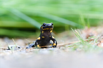 Lovely colourful amphibian Salamandra salamandra aka fire salamander isolated on green blurred background.