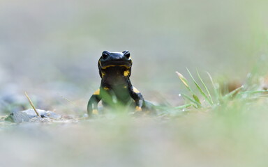 Amphibian Salamandra salamandra aka fire salamander close-up portrait.