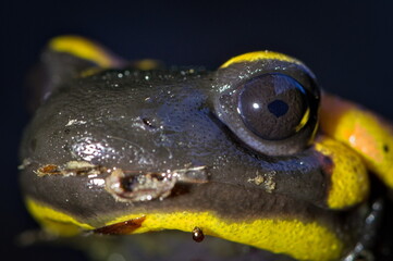 Amphibian Salamandra salamandra aka fire salamander close-up detail of eye in deep night.