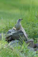 Bird Picus canus aka Gray-headed Woodpecker perched on the ground.