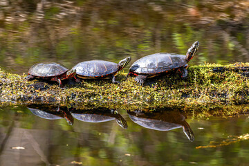 Family of Painted Turtles Sunbathing on Tree