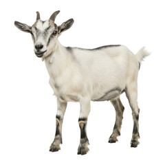 Fototapeta premium goat standing png, white goat isolated on white background, PNG, horned, mammal, domestic, rural, nature, goat species