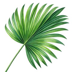 green leaf isolated on white