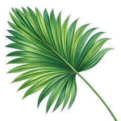 green leaf isolated on white background