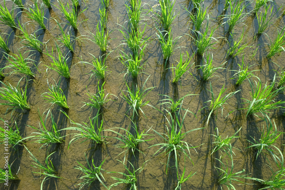 Poster top view background pattern and texture of green rice seeds in the rice field. agricultural industry