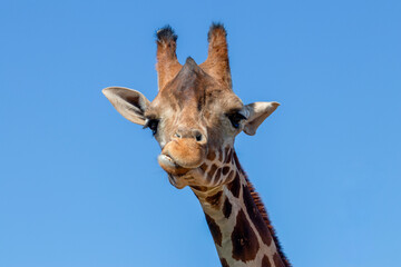 Cute Giraffe sticking tongue out