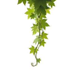 A Captivating Display of a Grape Ivy, Lush, Vibrant, and Adorned with Delicate Curved Tendrils Against a Neutral Field