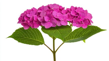 Isolated Pink Hydrangea Blossom with Green Leaves on White Background