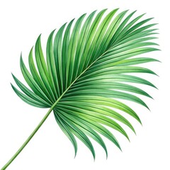 Obraz premium palm leaf isolated on white background