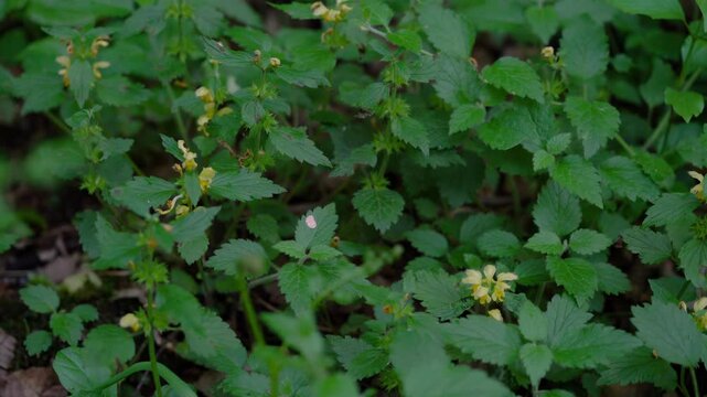 Golden Dead Nettle in natural ambient, spring (Lamium galeobdolon) - (4K)