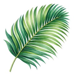 Obraz premium palm leaf isolated on white background