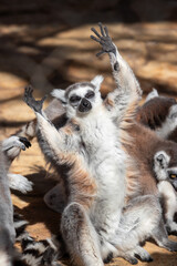 Stretching Lemur
