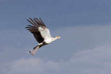 On the Wing