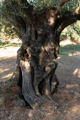 Aged Olive Tree with Hollow. An old olive tree with a hollowed trunk stands on dry earth in the warm Zakynthos sunlight,