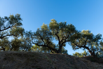 Twisted Olive Trees at Sunset. Dark silhouettes of gnarled olive trees stretch toward a fading blue...