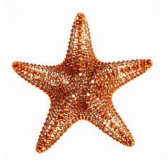 Caribbean Starfish Isolated on White Background with Clipping Path