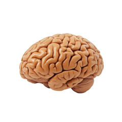 Scientific representation of human brain isolated on white background showcasing intricate details of its structure, brainisolated on white background