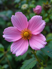 Obraz premium Wilting flower