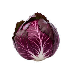 Fototapeta premium A highly detailed realistic illustration showcasing the unique beauty of a single red cabbage, vibrant leaves, and intricate vein patterns