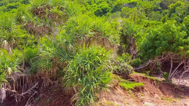 Pandanus tectorius is native to Malesia, Australia, and Pacific Islands. Grows near coastal lowlands and is called thatch screwpine or pandanus tree.